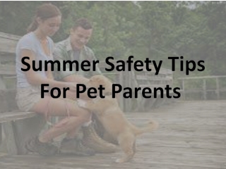 Summer Safety Tips For Pet Parents