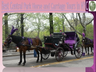 Best Central Park Horse and Carriage Tours in NYC