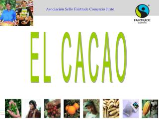 EL CACAO