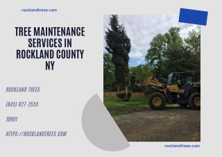 Tree Maintenance Services in Rockland County NY
