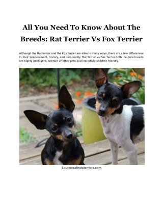All You Need To Know About The Breeds Rat Terrier Vs Fox Terrier