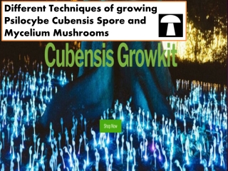 Different Techniques of growing Psilocybe Cubensis Spore and Mycelium Mushrooms