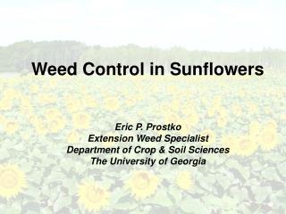Weed Control in Sunflowers Eric P. Prostko Extension Weed Specialist Department of Crop &amp; Soil Sciences The Universi