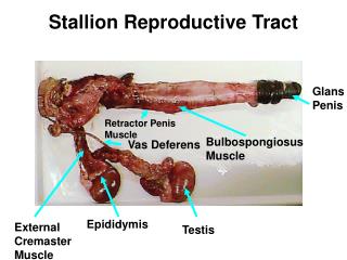 Stallion Reproductive Tract