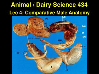 Animal / Dairy Science 434