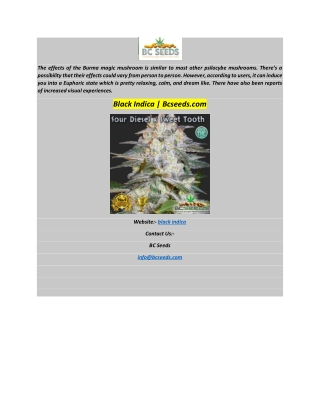 Black Indica  Bcseeds.com