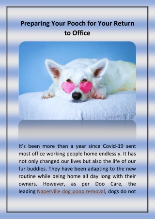 Preparing your Pooch for Your Return to Office