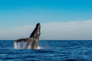 Whale watching - Best Whale Watching Tours in Maui