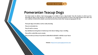 Pomeranian Teacup Dogs