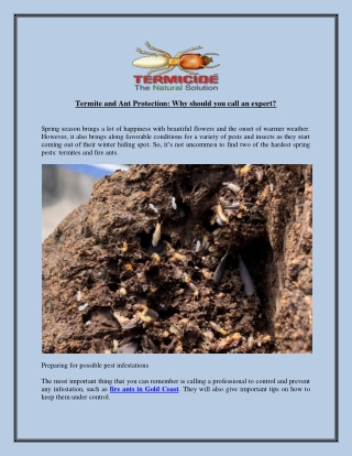 Termite and Ant Protection Why should you call an expert