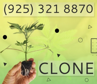 We offer the best Fresh And Healthy Big Drip Clones