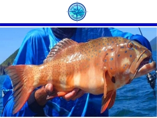 Fishing Charters Airlie Beach