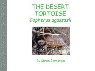 THE DESERT TORTOISE Gopherus agassazii