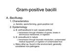 Gram-positive bacilli