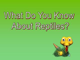 What Do You Know About Reptiles?