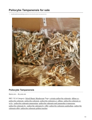 Psilocybe Tampanensis