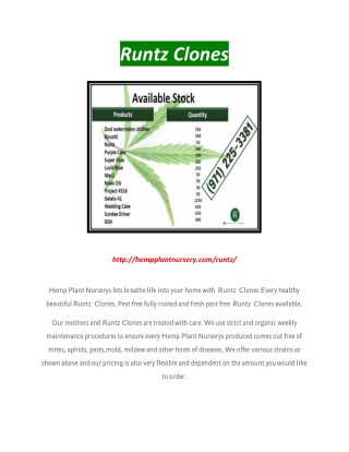 Runtz Clone in San Jose