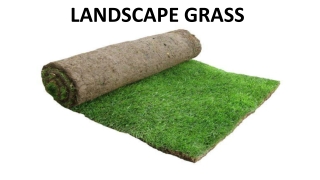 LANDSCAPE GRASS