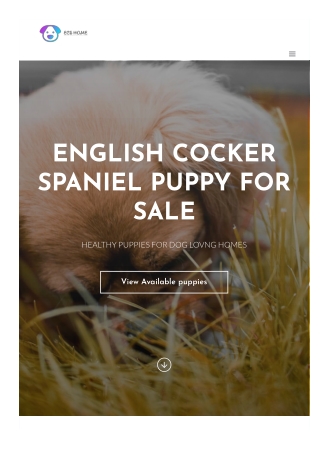 englishcockerspanielpuppiesforsale-com-