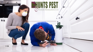 Pest Control Huntingdon