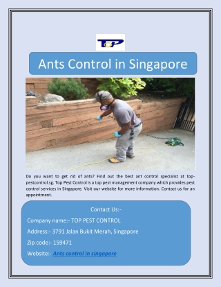 Ants Control in Singapore