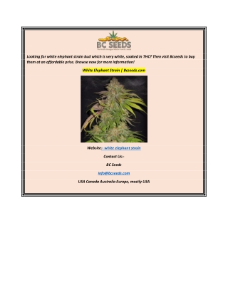 White Elephant Strain  Bcseeds.com