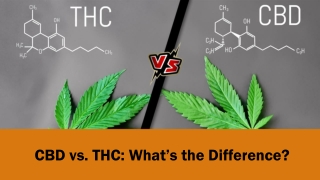 CBD vs THC: What’s the Difference?