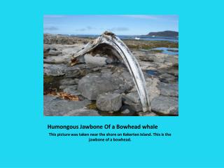 Humongous Jawbone Of a Bowhead whale