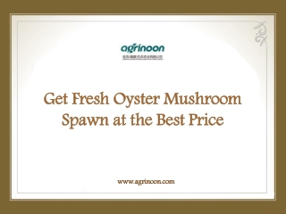 Get Fresh Oyster Mushroom Spawn at the Best Price