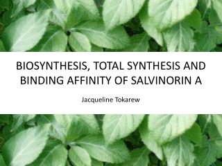 BIOSYNTHESIS, TOTAL SYNTHESIS AND BINDING AFFINITY OF SALVINORIN A