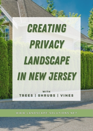 Best Privacy Trees for New Jersey Landscapes