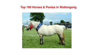 Top 100 Horses & Ponies in Wollongong