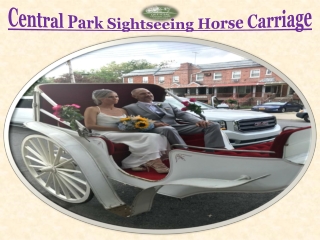 central park sightseeing horse carriage