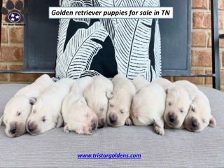 Golden Retriever Puppies for Sale in TN | Tristargoldens.com