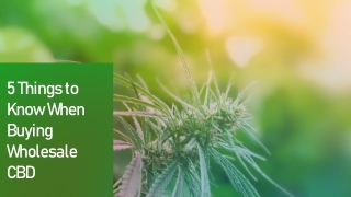5 Things to Know When Buying Wholesale CBD