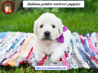 Indiana Golden Retriever Puppies | indianagoldens.com