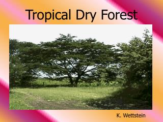 Tropical Dry Forest