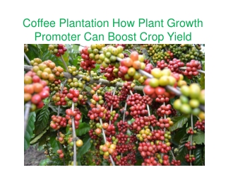 Coffee Plantation How Plant Growth Promoter Can Boost Crop Yield