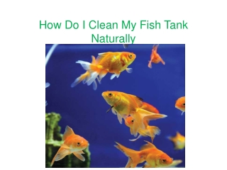 How Do I Clean My Fish Tank Naturally