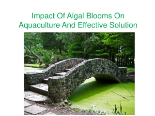 Impact Of Algal Blooms On Aquaculture And Effective Solution
