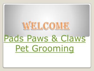 Get the best Pet Salon in Wandsworth