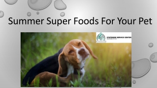 Summer Super Foods For Your Pet