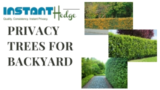 Best Hedges For Privacy & Screening | InstantHedge