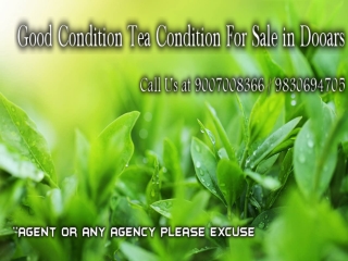 Good Condition Tea Condition For Sale in Dooars