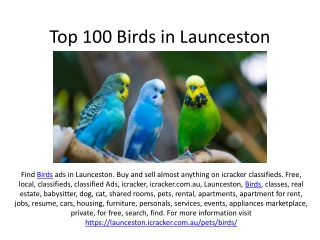 Top 100 Birds in Launceston