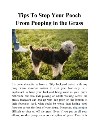 Tips To Stop Your Pooch From Pooping in the Grass