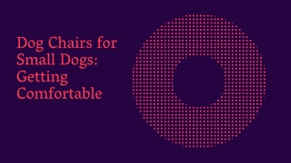 Dog Chairs for Small Dogs Getting Comfortable
