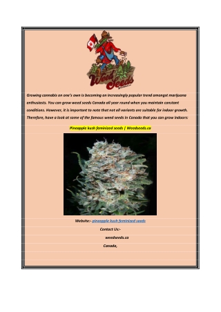 Pineapple kush feminized seeds  Weedseeds.ca