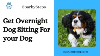 Get Overnight Dog Sitting For your Dog | SparkySteps