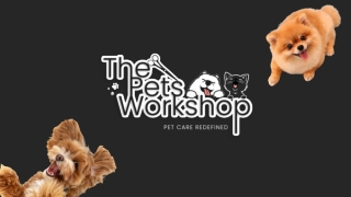 Pet groomers Singapore | Dog spa Singapore